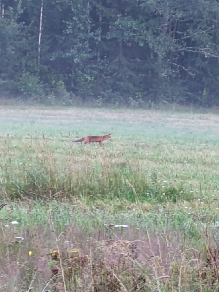 Fuchsbeobachtung Schweden